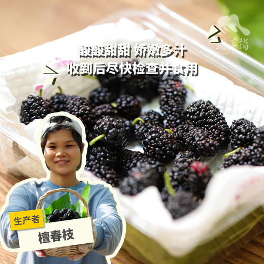生态桑葚（酸甜，预售，预计一周内发出，下雨停发） | 绿家自产*Eco-mulberry | Self-production 商品图0