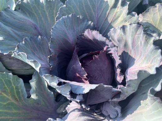 有机紫甘蓝1.5KG装/箱（商） 商品图1