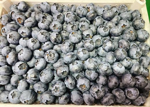 巨无霸散蓝莓一斤 商品图0