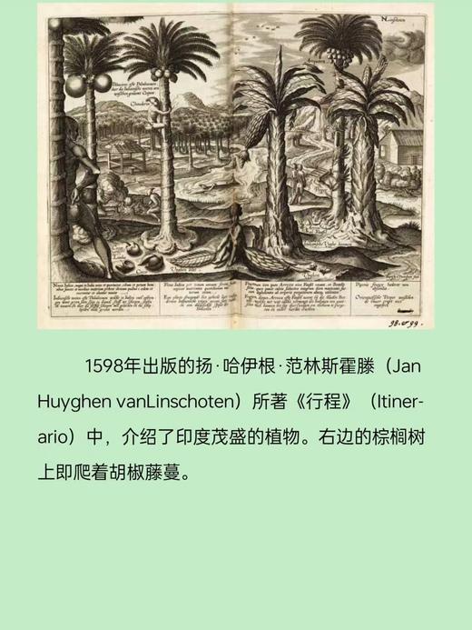 胡椒的全球史：财富、冒险与殖民 敲开贸易的大门 茶叶与帝国 香料传奇 知识读物香料文化史欧洲史 图书 商品图2