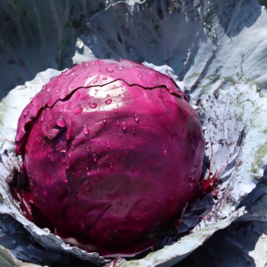 有机紫甘蓝1.5KG装/箱（商） 商品图4