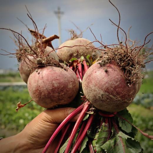 云南有机红甜菜1.5kg/箱(商) 商品图2