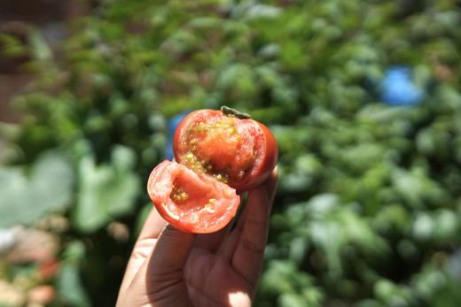 有机虎眼甜柿1.5KG装/箱（商） 商品图3