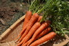 云南有机红胡萝卜1.5KG装/箱（商） 商品缩略图0