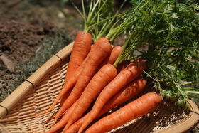 云南有机红胡萝卜1.5KG装/箱（商）