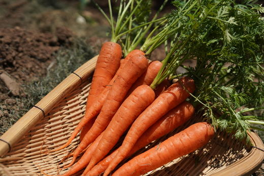 云南有机红胡萝卜1.5KG装/箱（商） 商品图0