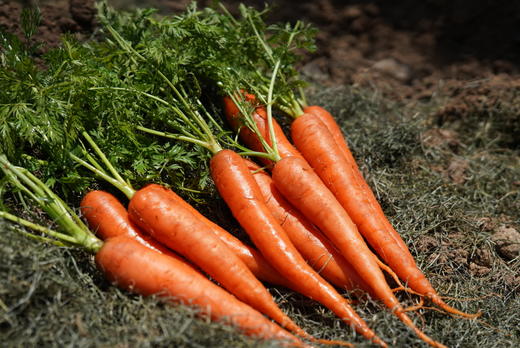 云南有机红胡萝卜1.5KG装/箱（商） 商品图2