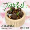 JOY巧思拾趣-15cm 商品缩略图0