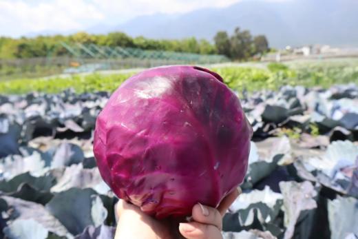 有机紫甘蓝1.5KG装/箱（商） 商品图2