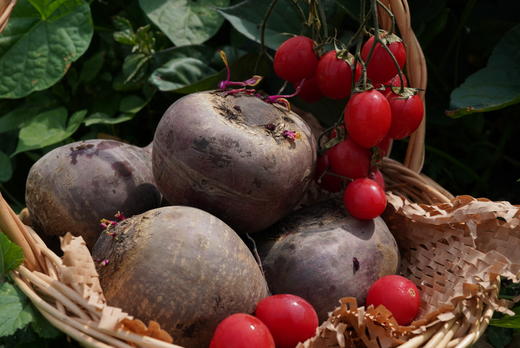 云南有机红甜菜1.5kg/箱(商) 商品图1