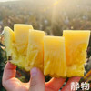 有机金钻凤梨｜海南   商品缩略图6
