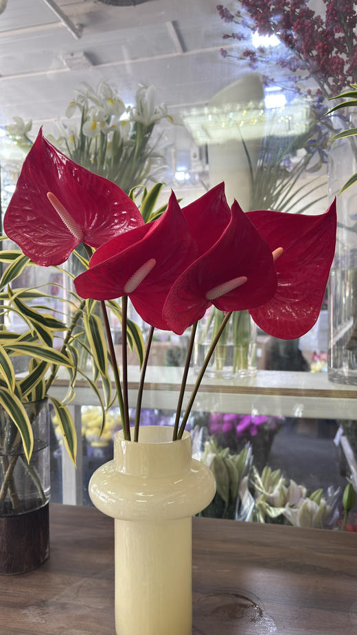 【山东红掌】热情洋溢红 多规格（新品） 商品图1