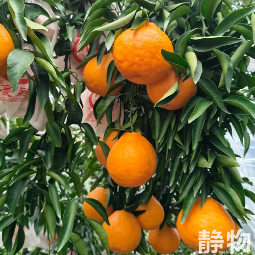 有机耙耙柑1000g｜四川蒲江 商品图7