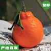有机耙耙柑｜四川蒲江【Y】 商品缩略图0