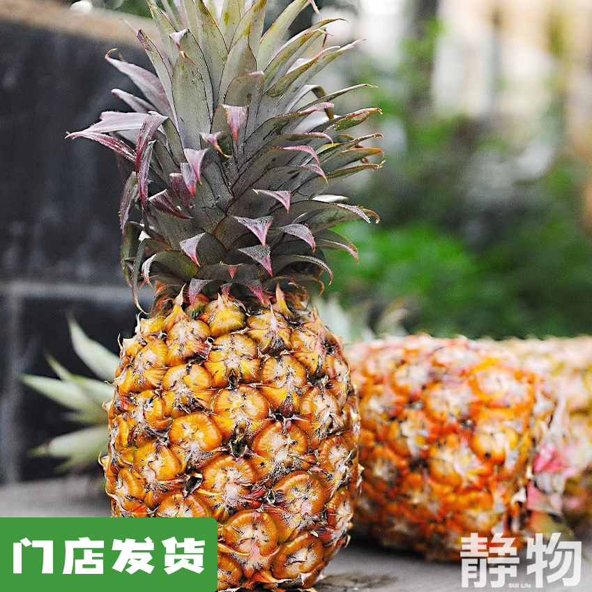 有机金钻凤梨｜海南  