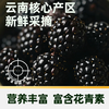 【日配鲜食】Driscoll's怡颗莓黑莓 125g 颗颗饱满 营养丰富 富含花青素（下单后3日内提配） 商品缩略图3