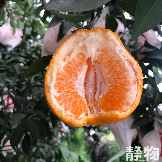有机耙耙柑1000g｜四川蒲江 商品图8