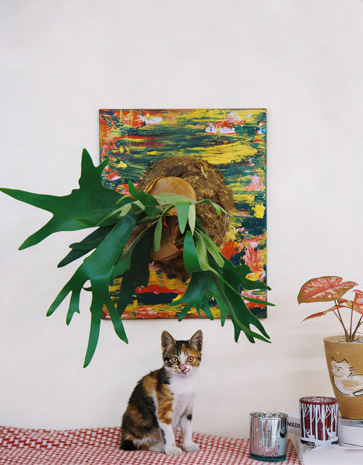 鹿角蕨 商品图0