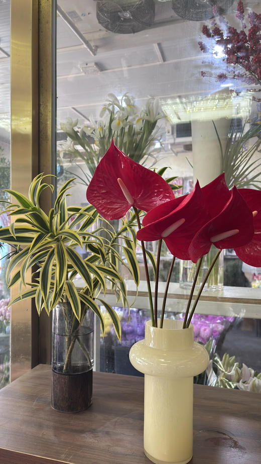 【山东红掌】热情洋溢红 多规格（新品） 商品图3