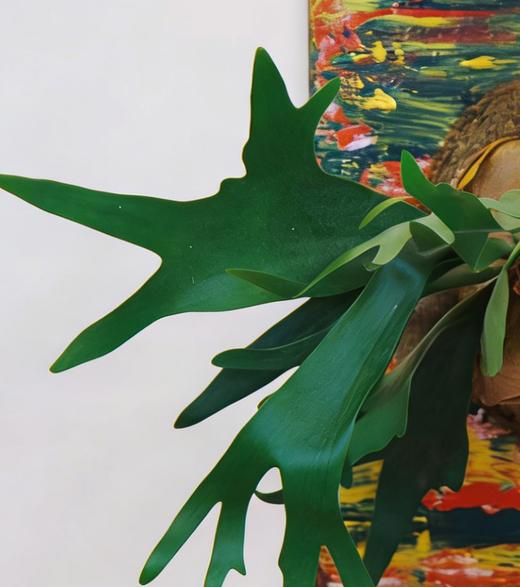 鹿角蕨 商品图1