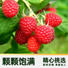 【日配鲜食】Driscoll's怡颗莓树莓 125g 颗颗饱满 营养丰富 富含花青素（下单后3日内提配） 商品缩略图2
