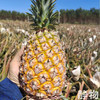 有机金钻凤梨｜海南   商品缩略图5