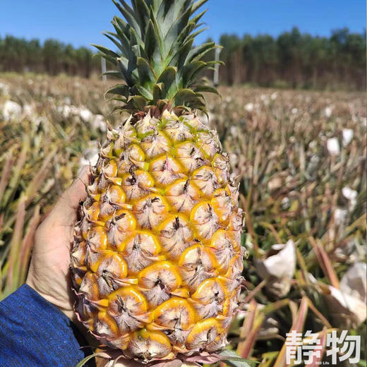 有机金钻凤梨｜海南   商品图5