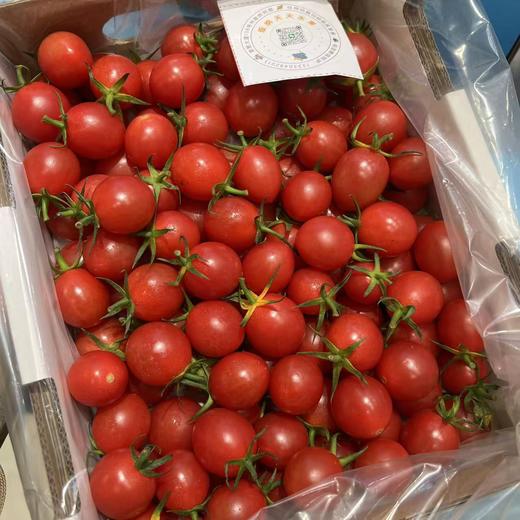 刘婆婆小甜甜千禧 小番茄 圣女果 好吃的甜番茄 商品图7