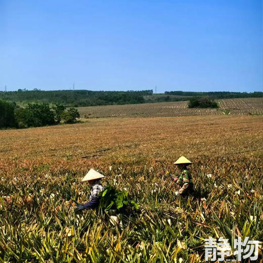 有机金钻凤梨｜海南   商品图4