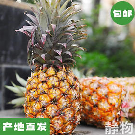 有机金钻凤梨｜海南澄迈【Y】