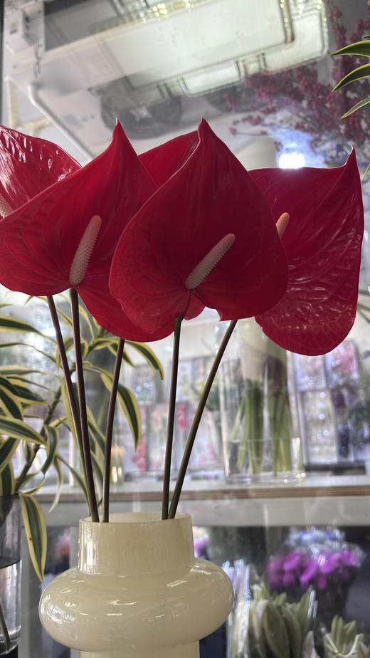 【山东红掌】热情洋溢红 多规格（新品） 商品图2