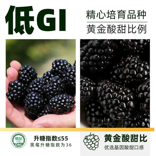 【日配鲜食】Driscoll's怡颗莓黑莓 125g 颗颗饱满 营养丰富 富含花青素（下单后3日内提配） 商品图1