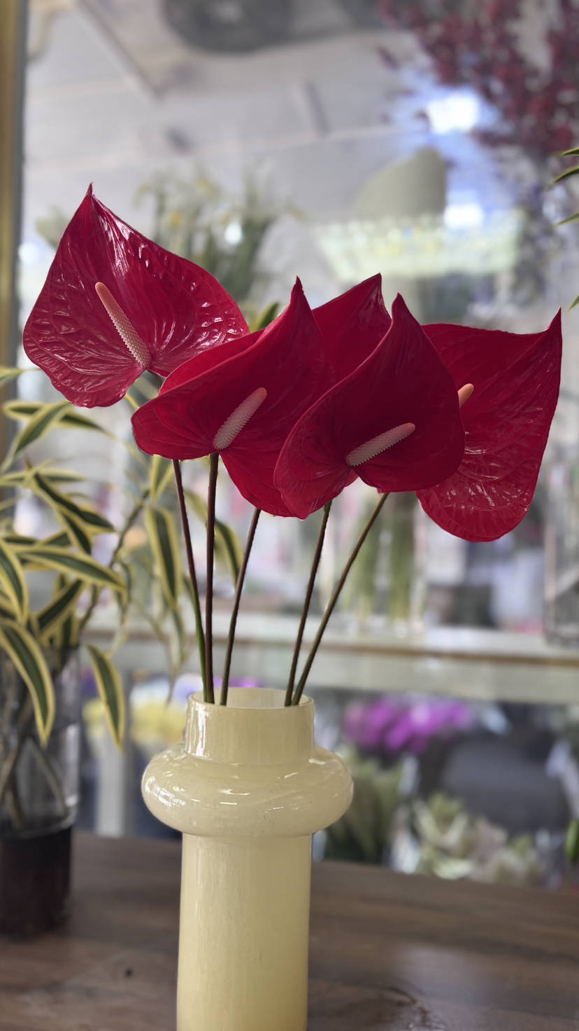 【山东红掌】热情洋溢红 多规格（新品）