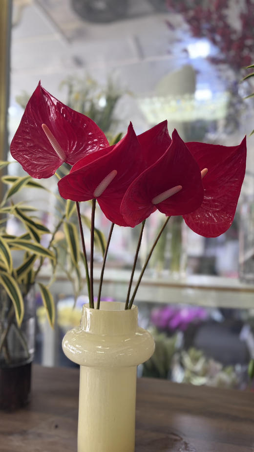 【山东红掌】热情洋溢红 多规格（新品） 商品图0