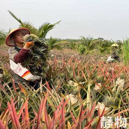 有机金钻凤梨｜海南   商品图2