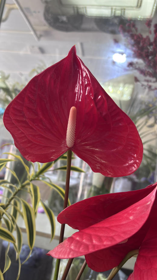 【山东红掌】热情洋溢红 多规格（新品） 商品图4