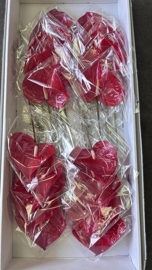 【山东红掌】热情洋溢红 多规格（新品） 商品图6