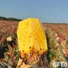 有机金钻凤梨｜海南   商品缩略图1