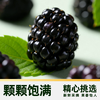 【日配鲜食】Driscoll's怡颗莓黑莓 125g 颗颗饱满 营养丰富 富含花青素（下单后3日内提配） 商品缩略图2