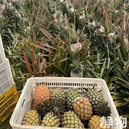 有机金钻凤梨｜海南   商品图3