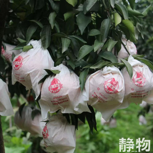 有机耙耙柑1000g｜四川蒲江 商品图6