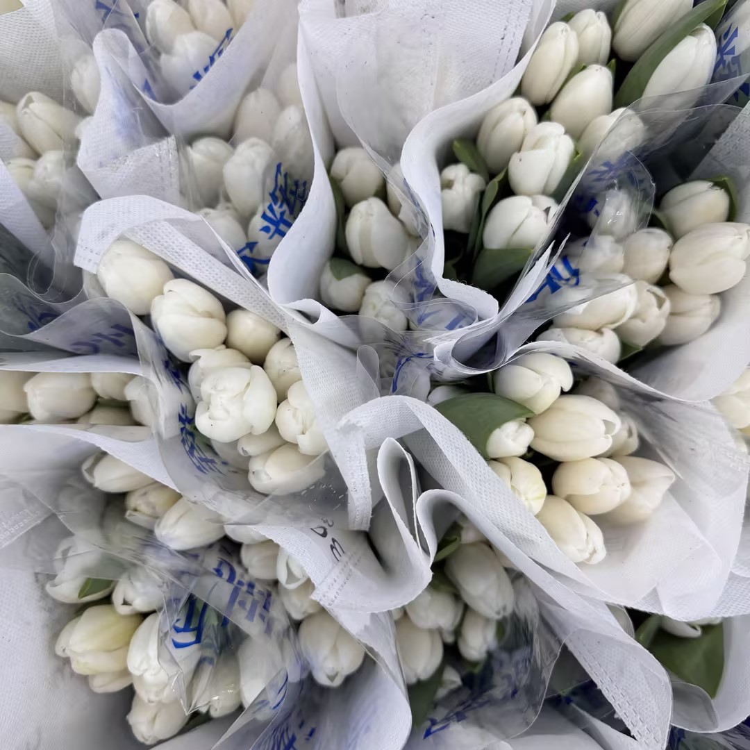 基地直营-国产郁金香-维珍-10支