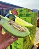 青蒂蜜瓜（超甜） 商品缩略图2