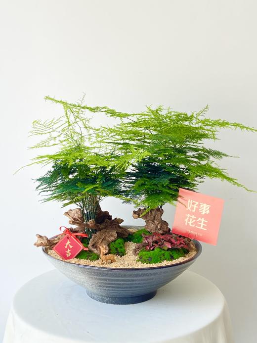 文竹/ALBB428 商品图0