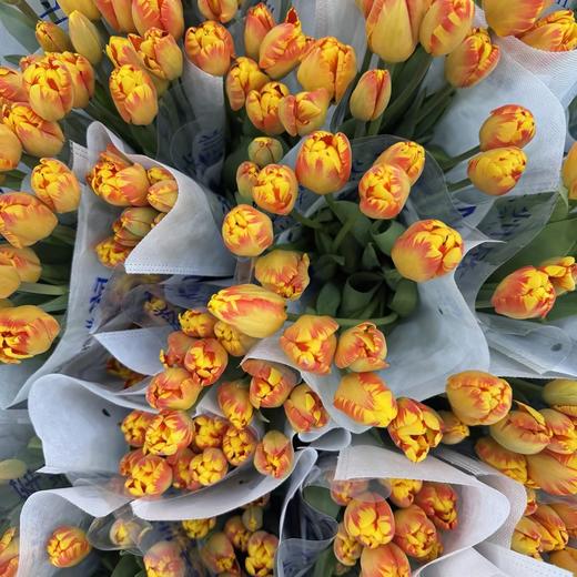 基地直营-国产郁金香-斑雅-10支 商品图0