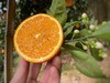 江沐橙®清江晚橙 商品缩略图1