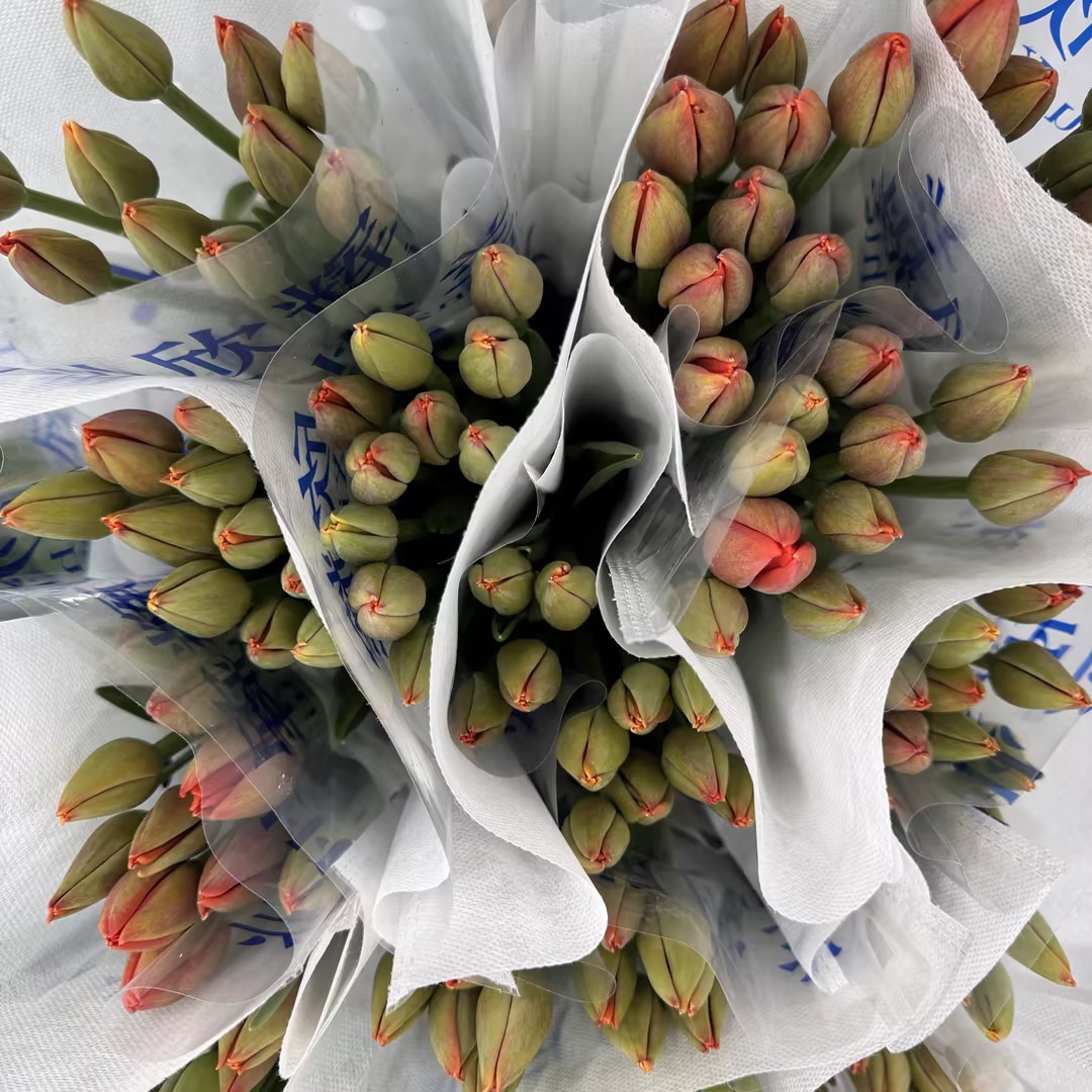 基地直营-国产郁金香-世界真爱-10支