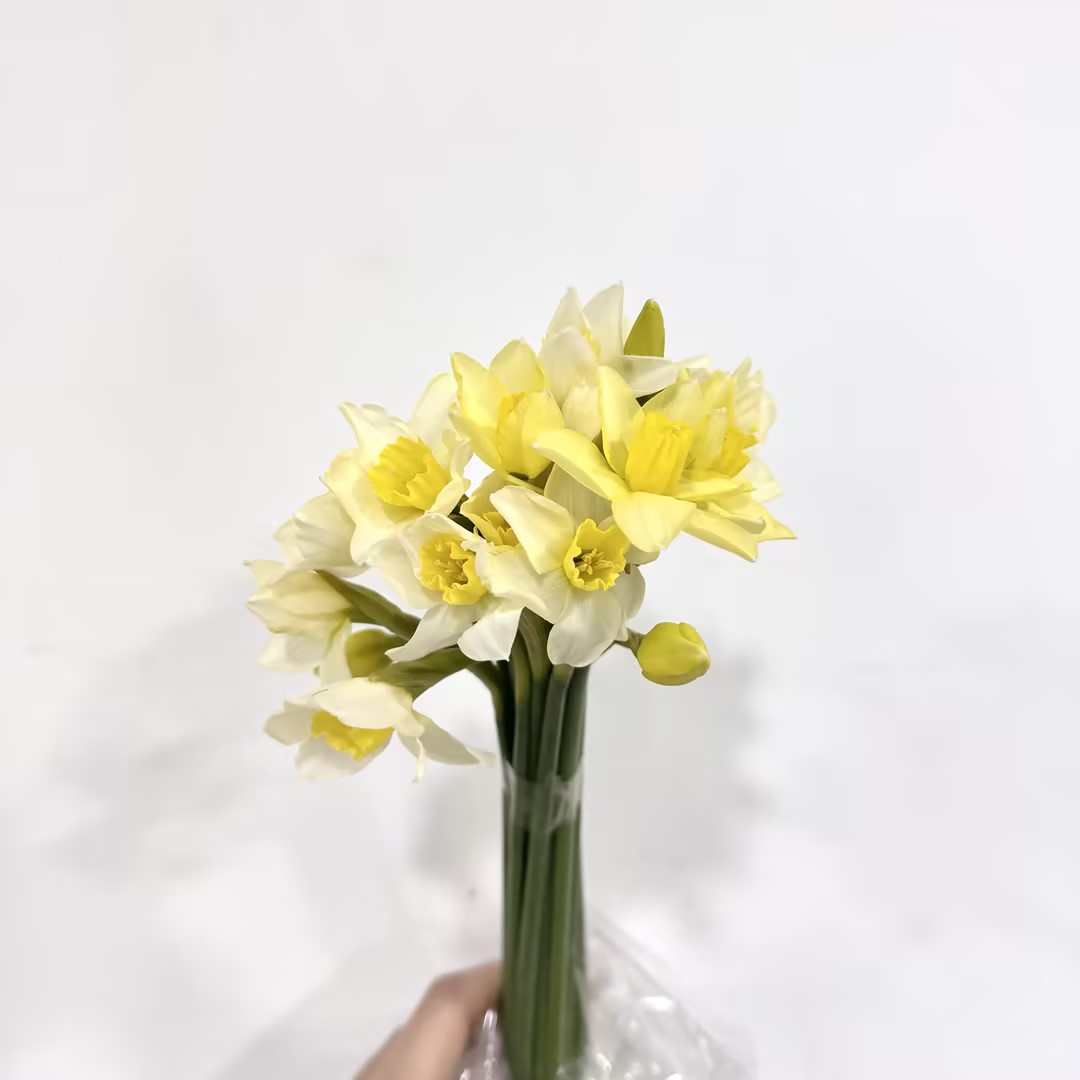 基地直营-洋水仙-小喇叭-20支