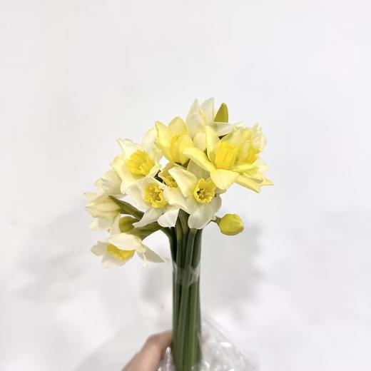 基地直营-洋水仙-小喇叭-20支 商品图0