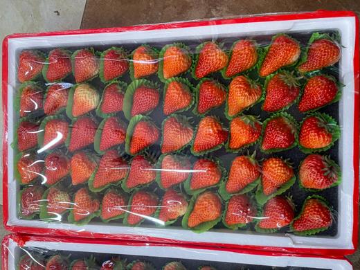 大板草莓一箱 商品图0